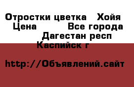 Отростки цветка  “Хойя“ › Цена ­ 300 - Все города  »    . Дагестан респ.,Каспийск г.